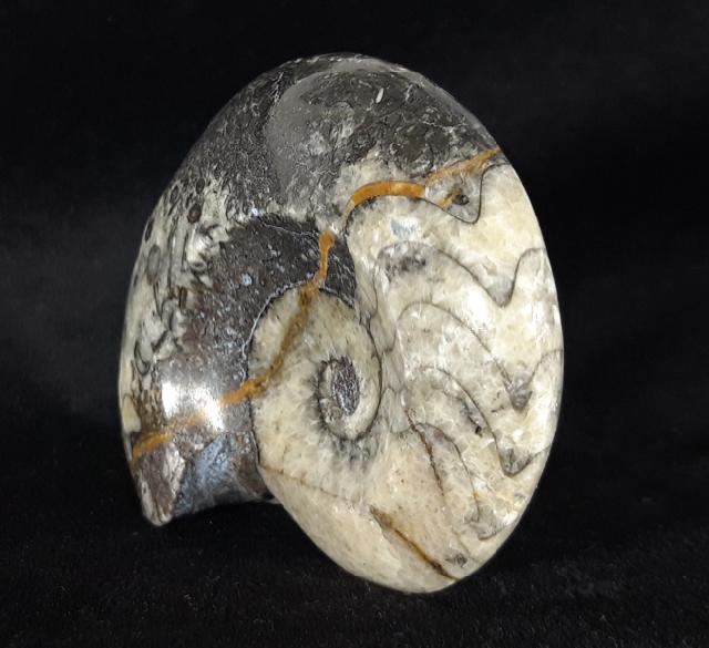 Manticoceras sp. HYATT 1884 - Bild &copy; FossNet FossilienStore